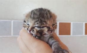 Image result for Cat with Two Heads