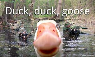 Image result for Duck Duck Goose Meme