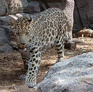 Image result for Sinai Leopard