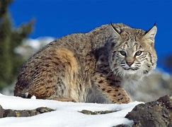 Image result for Wild Cat Pictures