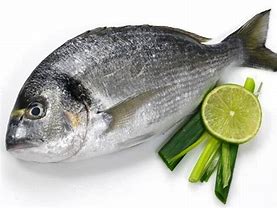 Image result for Sea Bream Azzurra