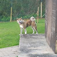 Image result for Brindle Akita