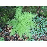 Image result for Athyrium Fern Seeds