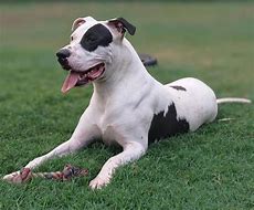 Image result for Dogo Pitbull Mix