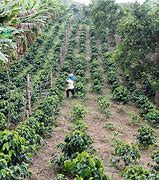 Image result for Coffee Farm Entrance