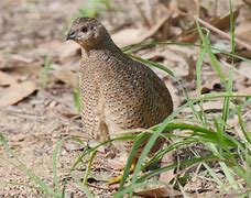 Image result for Brown Quail