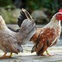 Image result for Serama Chicken Baby