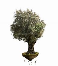 Image result for White Olive Tree On Black Background