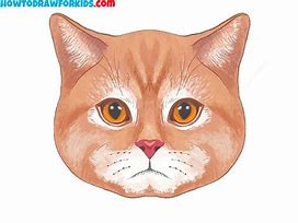 Image result for Cat Meh Face