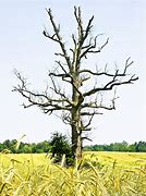 Image result for Solitary Tree