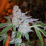 Image result for Tahoe OG Kush