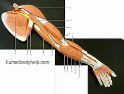 Image result for Upper Extremity Phalanges