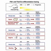 Image result for Blood Stem Cells