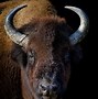 Image result for Buffalo Head Line Art