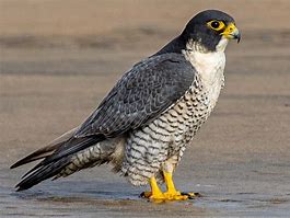 Image result for Falcon Bird Identification