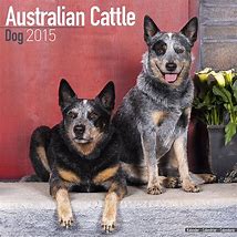 Image result for Cattle Dog Calendar