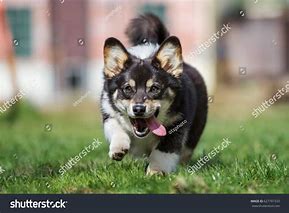 Image result for White and Tan Corgi