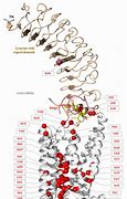 Image result for TSH Molecule