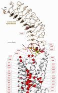 Image result for TSH Signaling Pathway