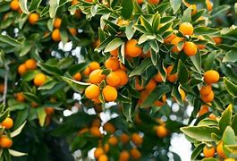 Image result for Kumquat Cumquat