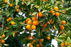 Image result for Green Kumquat