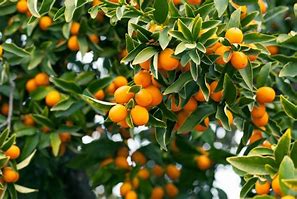 Image result for Tropical Asian Fruit Kumquat