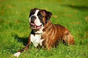 Image result for Giddy Dog Breeds