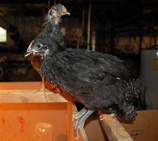 Image result for Blue Australorp Pullets 10 Weeks