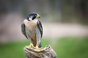 Image result for Falcon Bird Identification