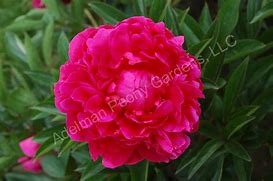 Image result for Dark Peony