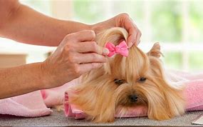 Image result for Dog Spa Pics