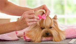 Image result for Calm Dog Spa