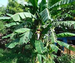 Image result for Banana Palm Tree Fruit