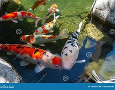 Image result for Beautiful Koi Pond