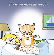 Image result for Hungry Cat Funny