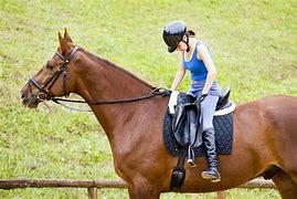 Image result for Beginner Horse Riding