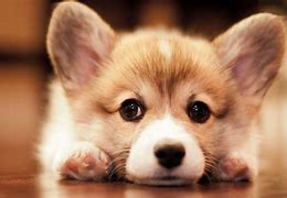 Image result for Corgi Puppies Running