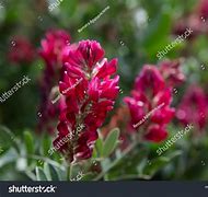 Image result for Maltese Plants