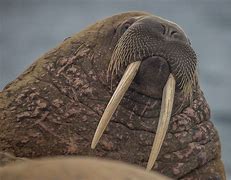 Image result for Aquarium Walrus