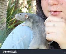 Image result for Russian Blue Rat