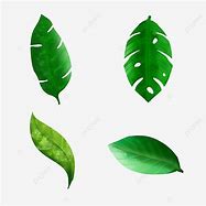 Image result for Realistic Leaf Clip Art