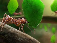 Image result for Leaf Cutter Ant Images