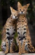 Image result for Red Serval Cat