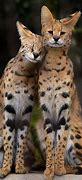 Image result for Serval Cat Eating