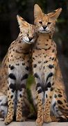 Image result for Serval Cat All Images