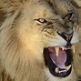 Image result for Roaring Angry Lion Wallpaper