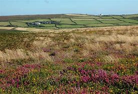 Image result for Cannalandm Moor