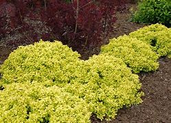 Image result for Dwarf Yellow Shrubs