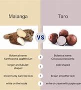 Image result for Malanga vs Taro