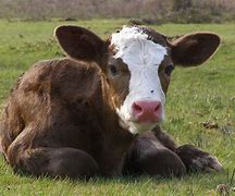 Image result for Calf Baby Cow